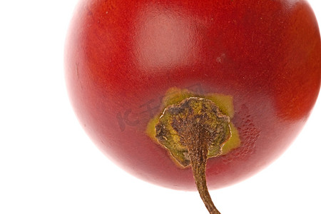 西红柿树摄影照片_孤立的番茄宏