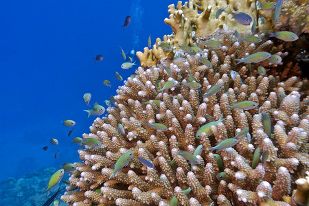 珊瑚礁与硬珊瑚和鱼 chromis caerulea 在热带海底