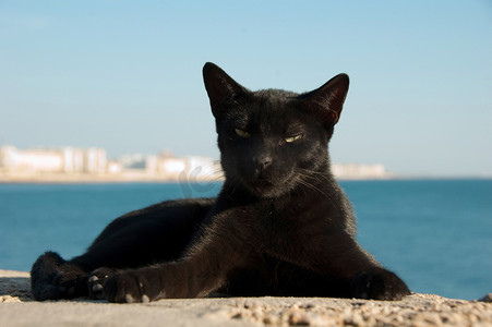 流浪猫摄影照片_西班牙加的斯的流浪猫