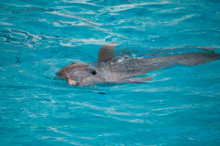 海豚，在水中游泳