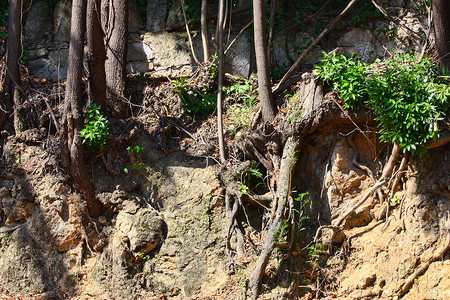 土壤侵蚀摄影照片_由于土壤侵蚀而暴露的树根