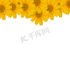 花卉边框图案摄影照片_花卉背景