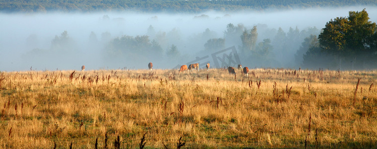 欧洲牧场摄影照片_雾中的丹麦奶牛