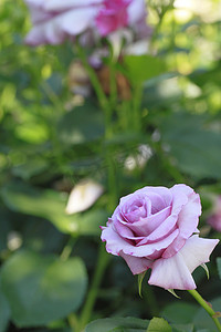 花园里的美丽玫瑰