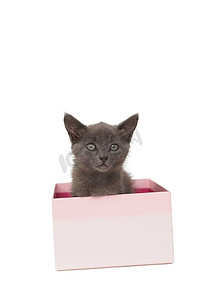 动物礼盒摄影照片_坐在粉红色礼盒里的可爱灰色小猫