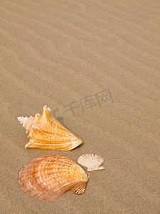 风吹沙滩上的扇贝和海螺壳