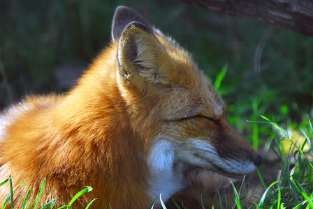 棉尾兔和赤狐摄影照片_赤狐 (Vulpes vulpes)