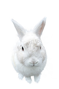 一个非常可爱的毛茸茸的孤立的白色兔子