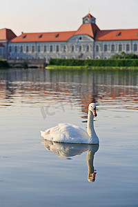 宁芬堡宫的天鹅