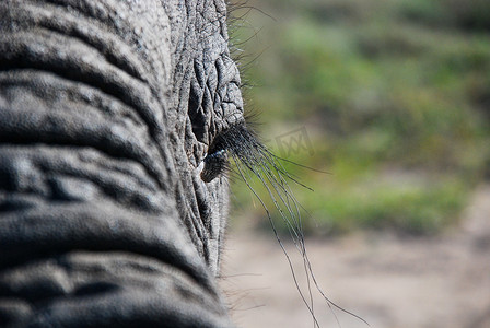 大象耳朵摄影照片_大象眼睛的特写