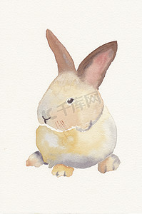 手绘水彩素描小兔子