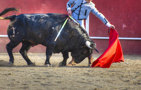 西班牙斗牛场黑牛图片