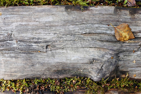 侵蚀的木板与繁茂的苔藓边缘