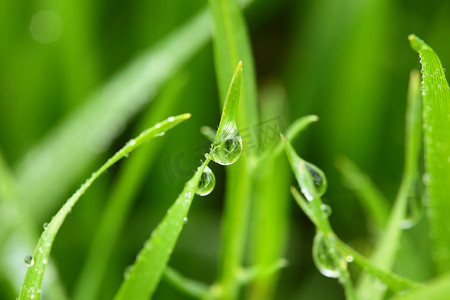 带露水/宏观背景的鲜绿小麦草