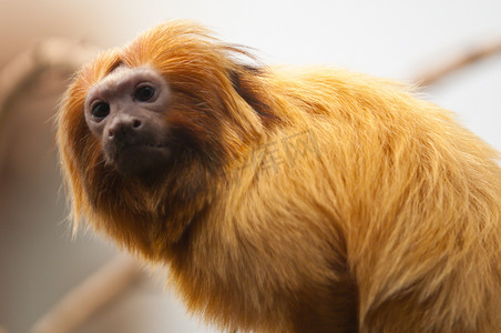 求子摄影照片_金狮罗望子猴，leontopithecus rosalia