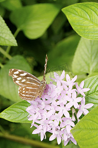 蓝粉春天摄影照片_墨西哥女性蓝翅蝴蝶在粉色花朵上