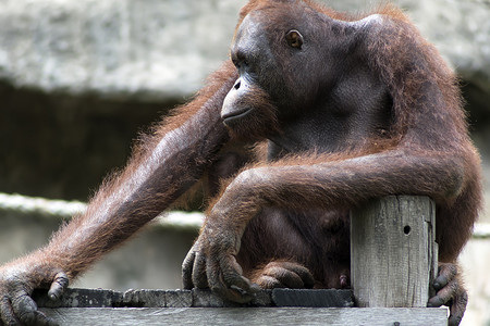 婆罗洲猩猩，Pongo Pygmaeus。