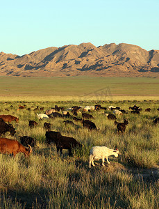 蒙古草原羊群摄影照片_蒙古大草原上的羊群