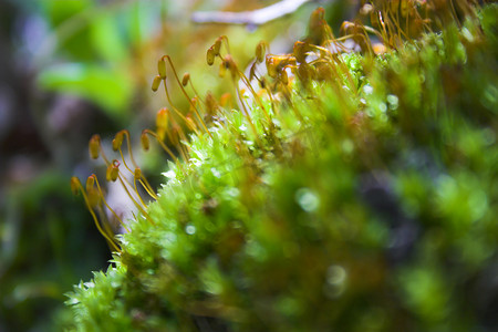 苔藓