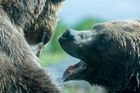 两只灰熊（棕熊）打架