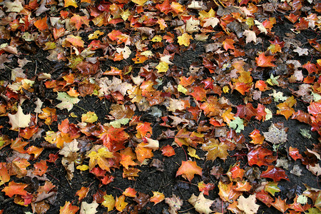潮湿的秋天地板