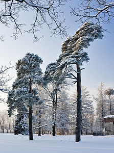 冬季公园里的松树