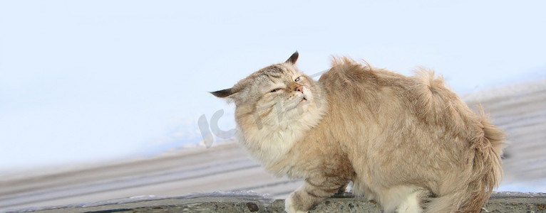 风框架摄影照片_风中的冻猫，冬天