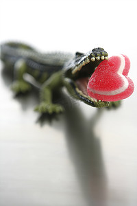 玩具鳄鱼嘴里叼着糖果情人节红心