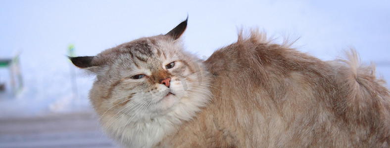 风框架摄影照片_风中的冻猫，冬天