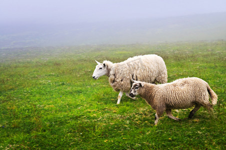 海上牧场摄影照片_纽芬兰的羊