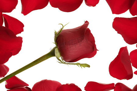 花瓣边框中的红玫瑰