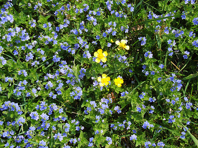 蓝色和黄色的花朵