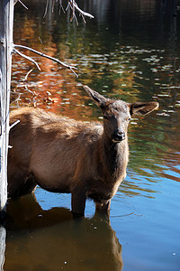 麋鹿 (Cervus canadensis) 在水中