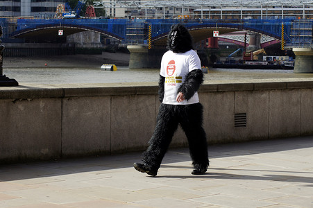 2010年9月26日伦敦大猩猩奔跑比赛中的单人跑步选手