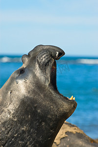 巴塔哥尼亚摄影照片_巴塔哥尼亚海岸的海象