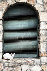 白猫在希腊德尔斐的石窗台上放松