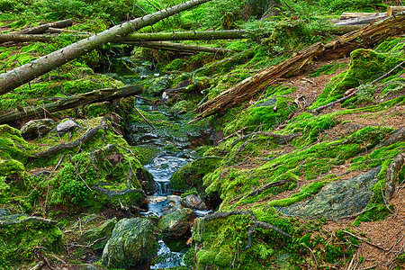 原始森林摄影照片_有小溪的原始森林 - HDR