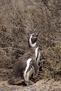 巴塔哥尼亚的麦哲伦企鹅