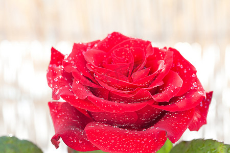 大美丽的红玫瑰与水滴
