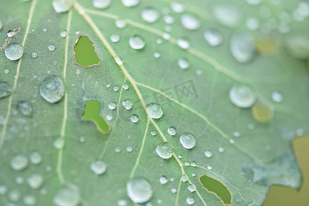 雨叶