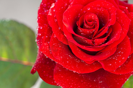 带水滴的大美丽红玫瑰背景