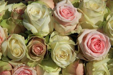 桃花瓣摄影照片_在婚礼安排的白色和桃红色玫瑰