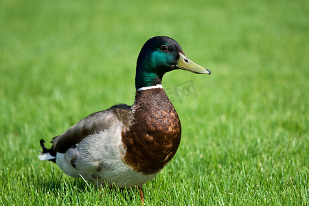 绿草地上的绿头鸭
