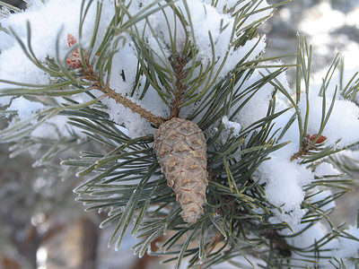 树坚硬摄影照片_树枝上的雪花