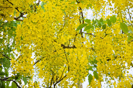 决明树或 Ratchaphruek 树上的黄色花朵