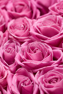 粉红玫瑰。