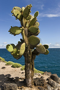 加拉帕戈斯群岛摄影照片_仙人掌仙人掌 - 加拉帕戈斯群岛