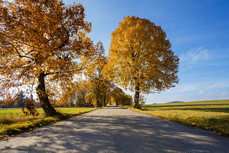 秋天的乡村道路与黄色的树木
