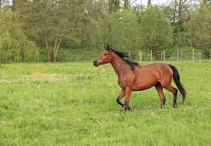 春天在草地上奔跑的马