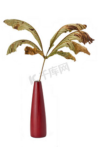 秋天花瓶摄影照片_在一个红色花瓶的干燥单片秋天栗子叶子